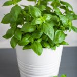 HOLY BASIL AND OTHERS…