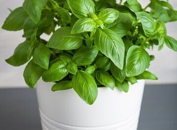 HOLY BASIL AND OTHERS…