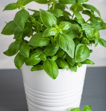 HOLY BASIL AND OTHERS…