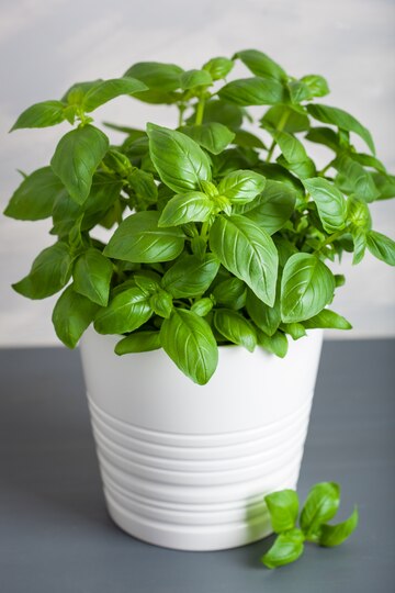 HOLY BASIL AND OTHERS…