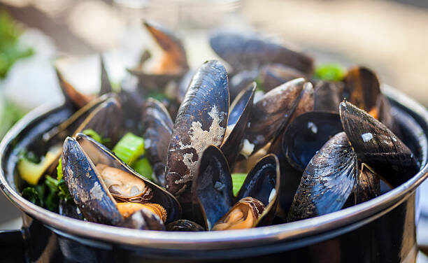 SNAILS & MUSSELS & CLAMS Oh My!